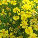Helenium sp. 'Dakota Gold'